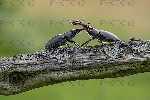 Stag beetle,