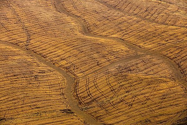 Striking stripes in a cornfield after harvest, near Asciano