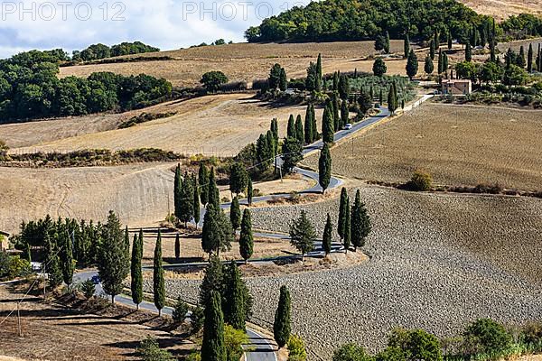 Winding road with cypress trees,