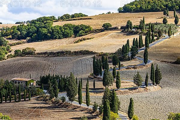 Winding road with cypress trees,