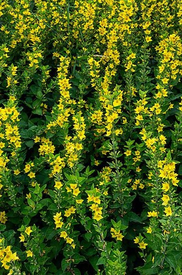 Yellow loosestrife,