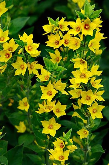 Yellow loosestrife,