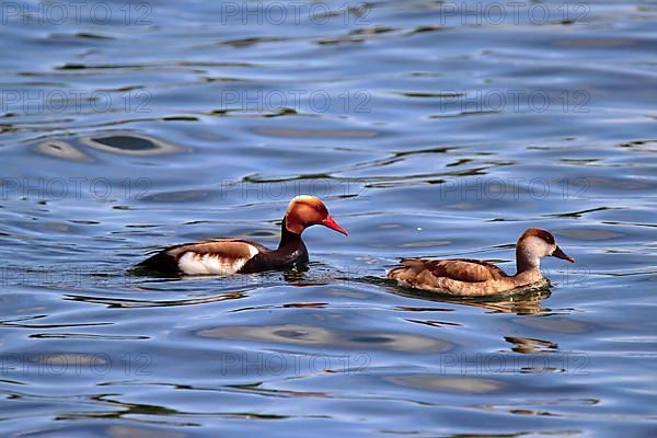 Red-crested pochards,