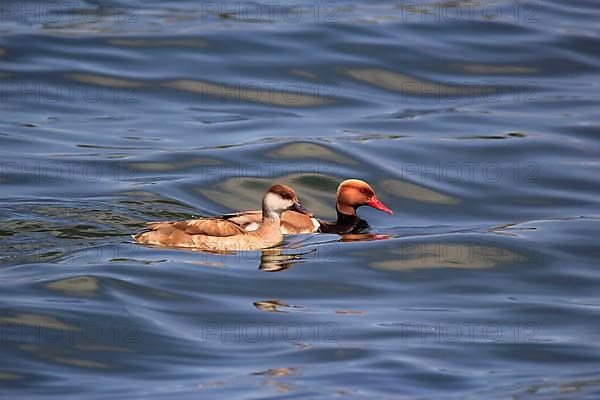 Red-crested pochards,