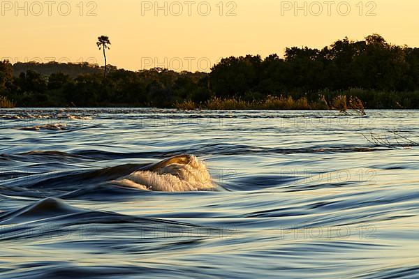 Zambezi river rapids are lit by sunset light. Victoria National Park, Zambia