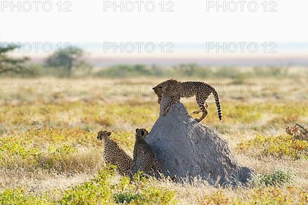 3 Cheetahs,
