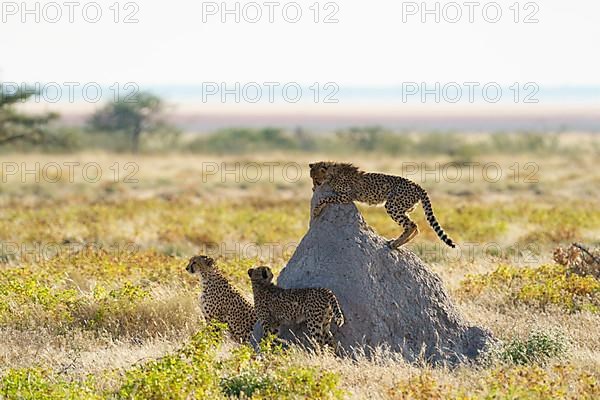 3 Cheetahs,
