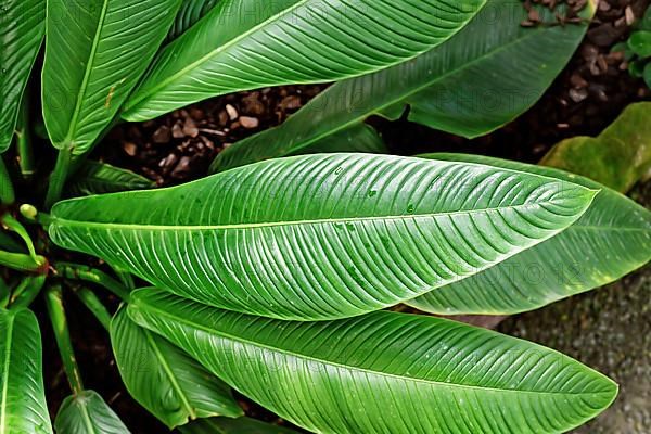 Long leaf of tropical 'Philodendron Wendlandii' plant,