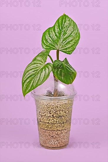 Upcycling old plastic coffee cup as repurposed greenhouse for propagating houseplant cutting with high air mositure,