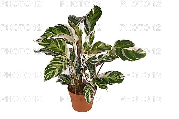 Exotic 'Calathea White Fusion' Prayer Plant houseplant in flower pot isolated on white background,