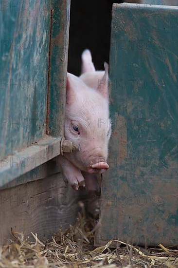 Pig,