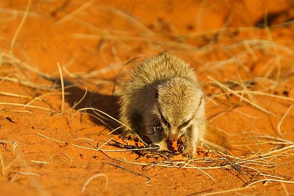 Baby Meerkat,