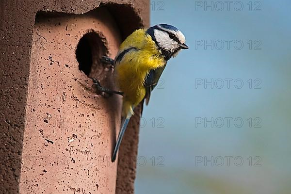 Blue Tit,