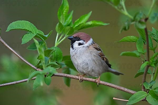 Eurasian tree sparrow,