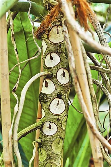 Trunk of exotic 'Thaumatophyllum' plant with shed leaves leaving scars that look like eye like markings on trunk,