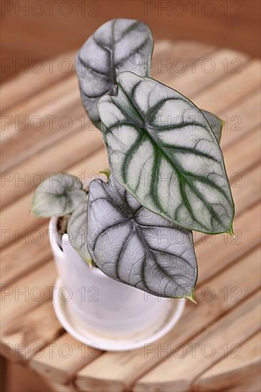 Exotic 'Alocasia Baginda Silver Dragon' houseplant in pot on table,