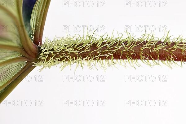 Close up of hairy petiole of tropical 'Philodendron Verrucosum' houseplant,