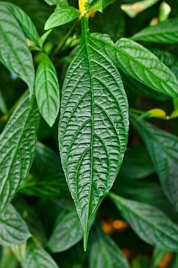 Leaf of tropical Golden shrimp plant. Botanic name 'Pachystachys Lutea',