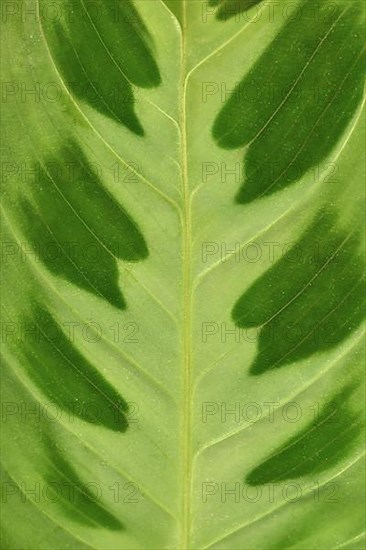 Close up of leaf of tropical 'Maranta Leuconeura Kerchoveana' houseplant,