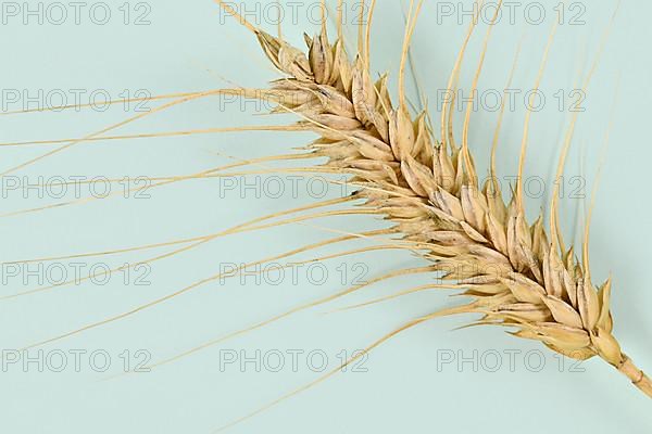 Single piece of ripe durum wheat grain,