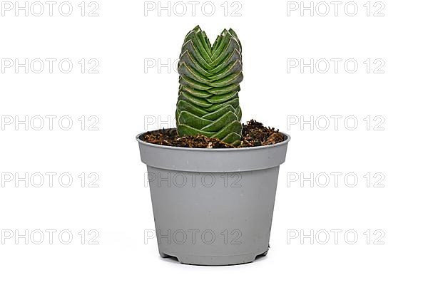 Small potted 'Crassula Buddha's Temple' succulent plant on white background,