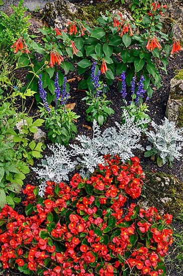 Flowering with busy lily,