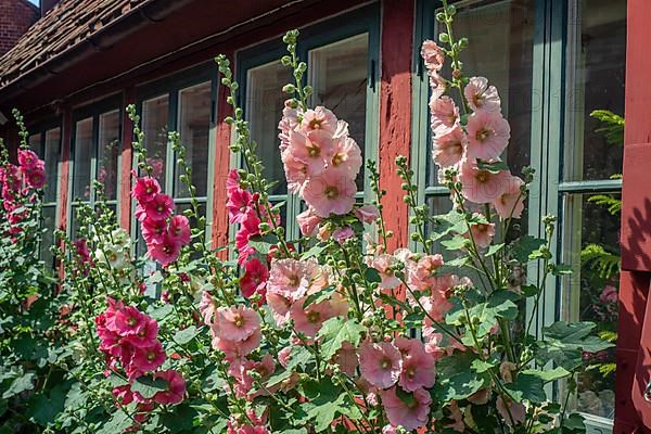 Hollyhocks,