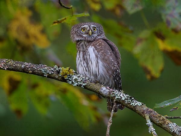 Pygmy Owl,