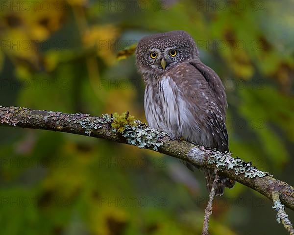 Pygmy Owl,