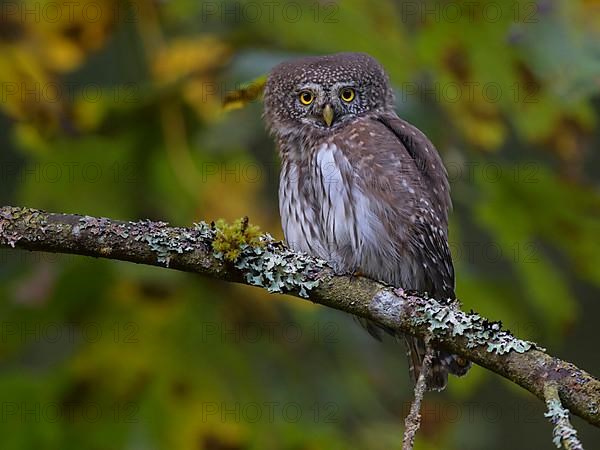 Pygmy Owl,