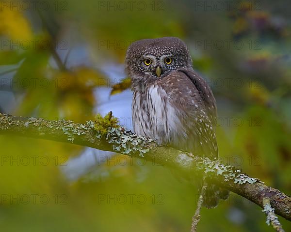 Pygmy Owl,