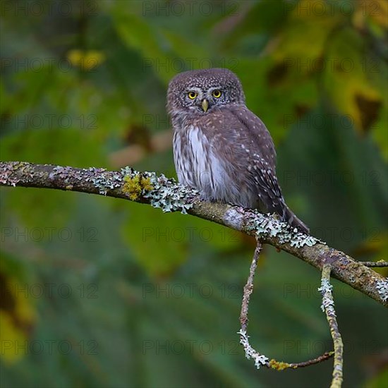 Pygmy Owl,