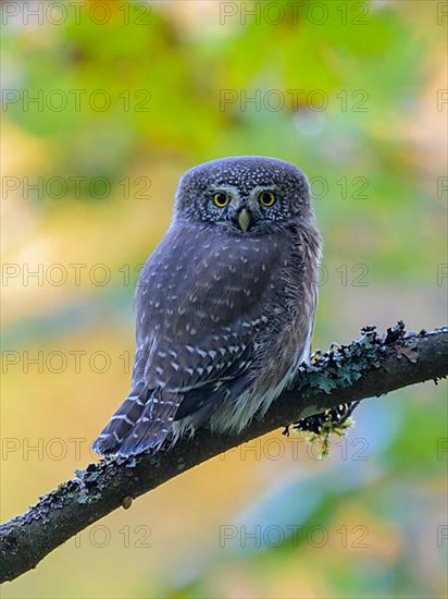 Pygmy Owl,