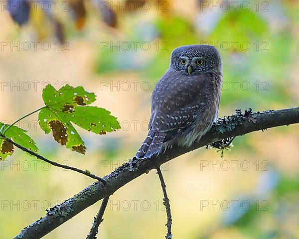 Pygmy Owl,