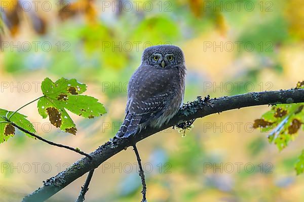 Pygmy Owl,