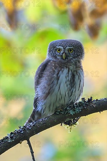 Pygmy Owl,