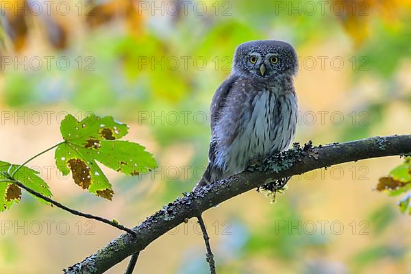 Pygmy Owl,