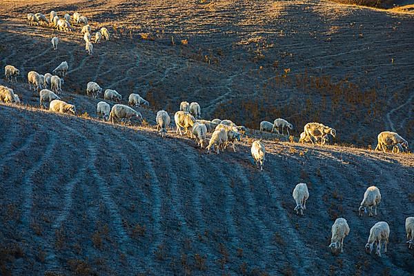 Domestic sheep,