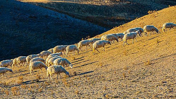 Domestic sheep,