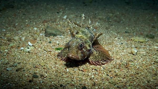 Zebra Lionfish,