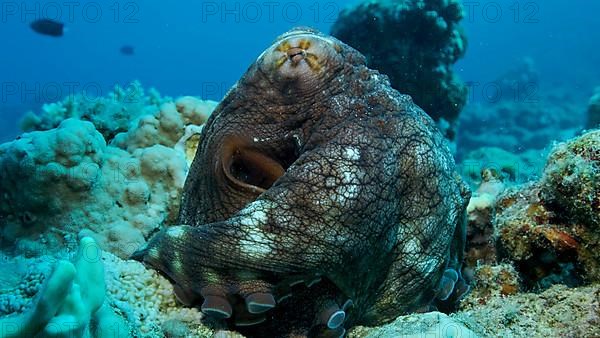 Portrait of big red Octopus sits on the coral reef. Common Reef Octopus,