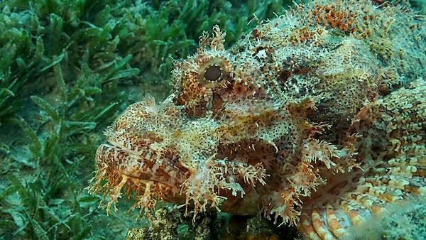 Scorpion fish lie on the reef. Bearded Scorpionfish,