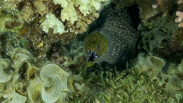 Yellow Edged Moray Eel,