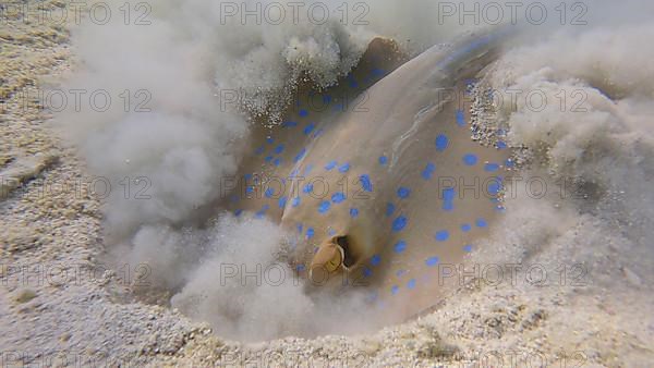Stingray actively digs sandy bottom in search of food. Blue-spotted Stingray,
