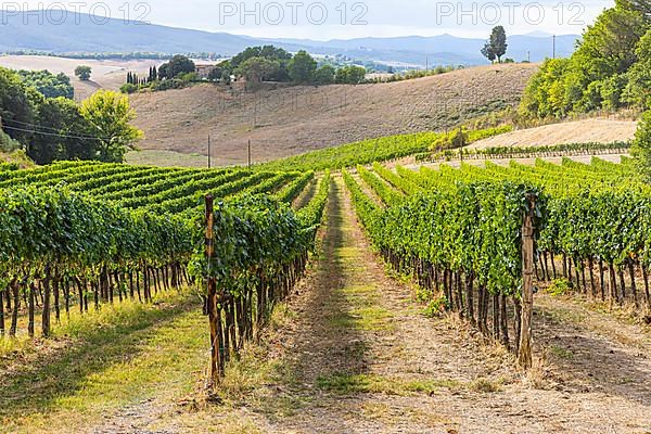 Vineyard, Altesino Winery