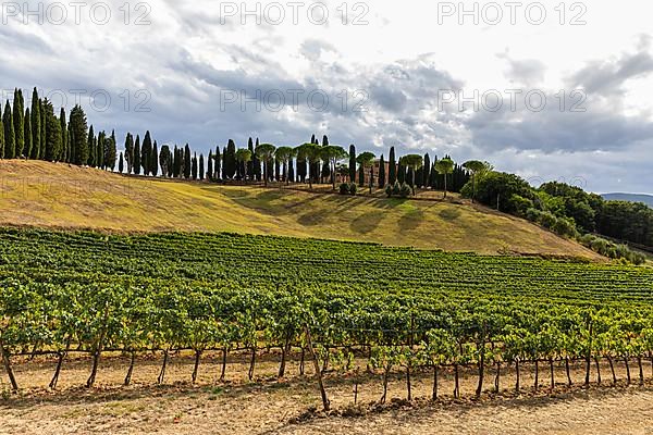 Altesino Winery, framed by cypresses