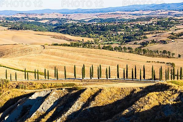 Cypress avenue to the country house Baccoleno, behind it the municipality of Asciano