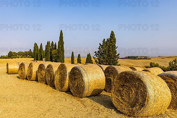 Straw rolls in front of cypresses,