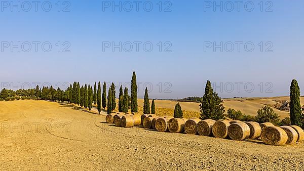 Straw rolls in front of cypresses,