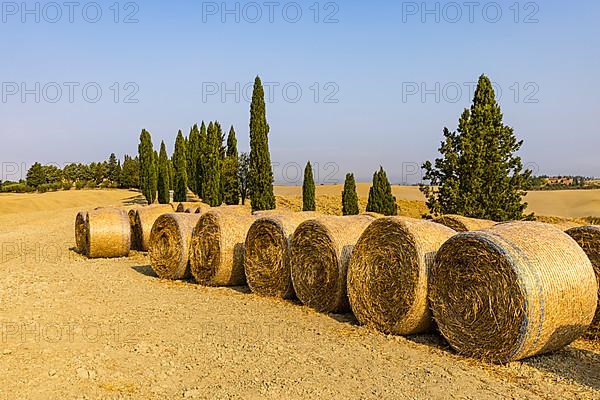 Straw rolls in front of cypresses,